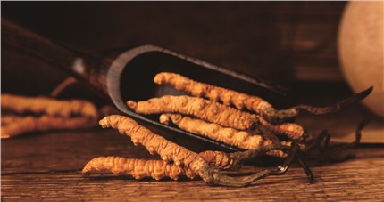 什么是斷草？斷草和冬蟲(chóng)夏草的區(qū)別和購(gòu)買(mǎi)常識(shí)
